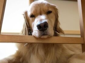 ちょうどいいあご置きを発見　椅子にもたれくつろぐゴールデンレトリバー「小夏」