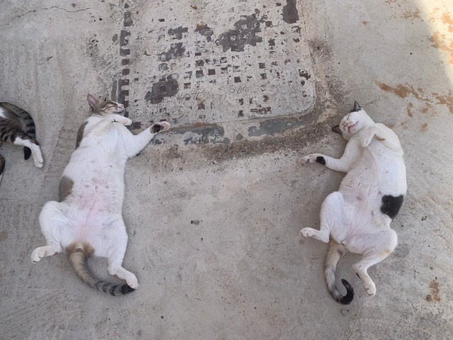 へそ天でくつろぐアンちゃん（左）とおかあちゃん（提供写真）