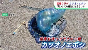 海水浴シーズン到来　危険な毒を持つクラゲ・カツオノエボシに注意