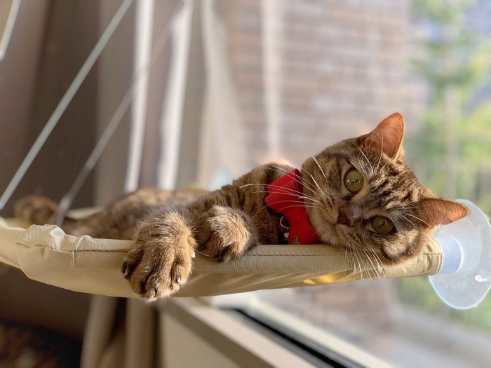窓辺でまったり