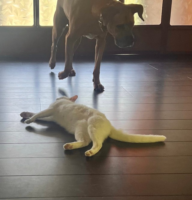アギトちゃんがやって来たので…（画像提供：ジョーは犬&猫と共に古民家で暮らしているさん）