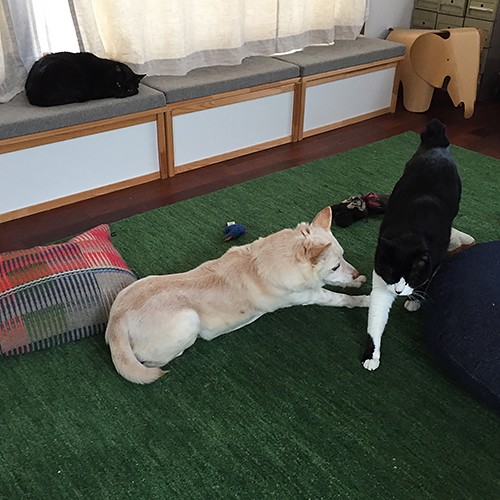 写真・桑原奈津子「いっぴきとにひき」より