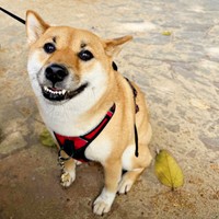 好きな場所にやって来てご機嫌なうにちゃん（画像提供：柴犬のうにさんと白柴のふぐさん）