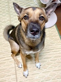 飼い主さんを見つめるばつ丸くん（画像提供：あやさん）