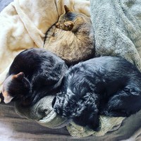 犬のメロディーちゃんも加わって、あったかいね！