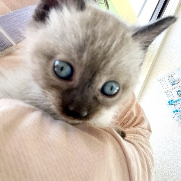 抱っこされるステラちゃん（画像提供：葉山あかね 2y 双子さん）