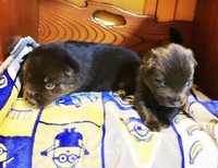 はぴねすに仲間入りした２匹の乳飲み子、デカオとチビ子