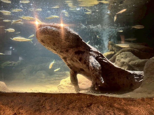 「なんでこんなに光ってるねん！」館長も思わずツッコミ