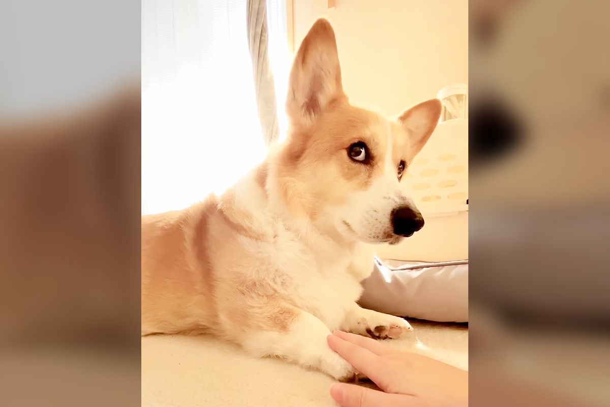 何してんの？」何度も手を重ねる飼い主をジト目で見上げるコーギー