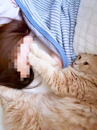 飼い主さんのお腹の上でくつろぐつきみくん（画像提供：つきみねこさん）