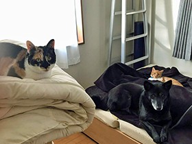 フレンドリーな犬「フィフィ」、同居猫の親子とのんびり