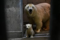 モモ親子95日齢（20260309 男鹿水族館GAO提供）