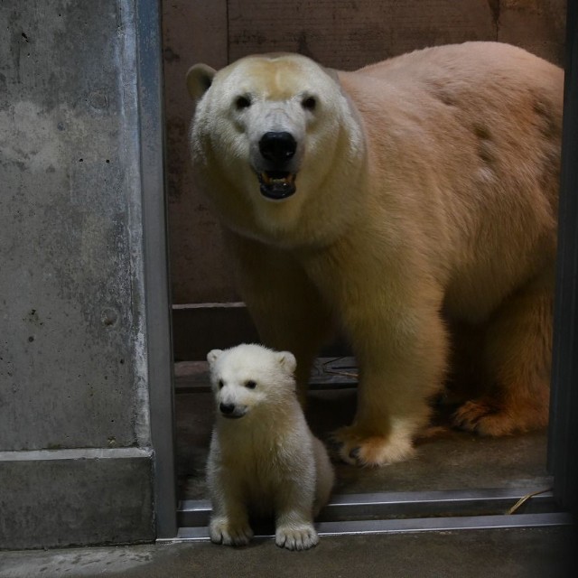 モモ親子95日齢（20260309 男鹿水族館GAO提供）