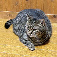 トメ次くんは、フローリングの上でまったりくつろぐのが好きです（画像提供：はるとさん）