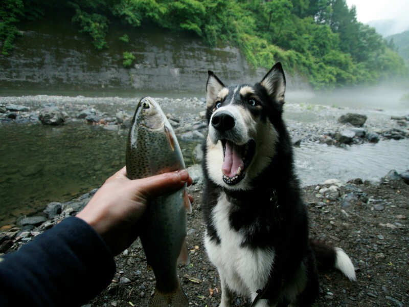 これはたしか奥秩父のキャンプ場