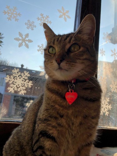 お隣さんちの猫だったニーナは引越しを理由に３歳のときに置いてきぼりに。以来、我が家の子になった。