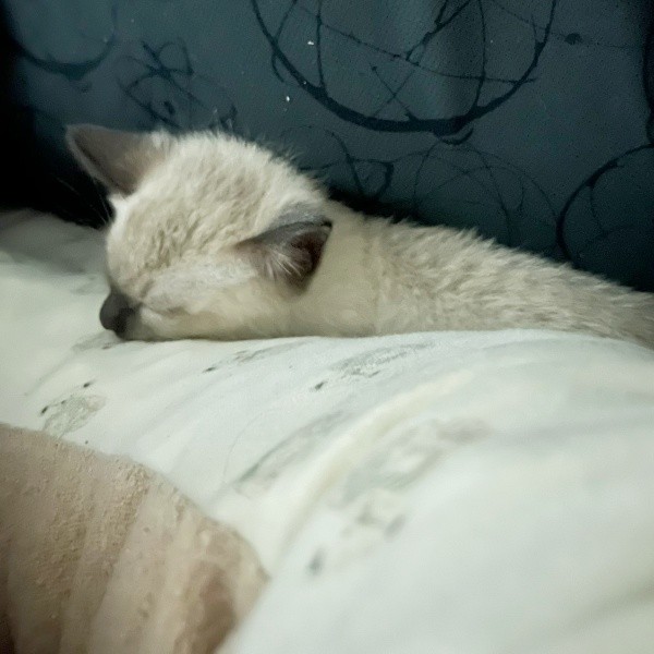 すやすやと安心して眠るステラちゃん（画像提供：葉山あかね 2y 双子さん）