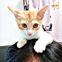 神社で保護された茶々くん。紆余曲折を経て「ずっとのおうち」へ（画像提供：茶々のちニャンキー時々ガブ男（猫垢）さん）