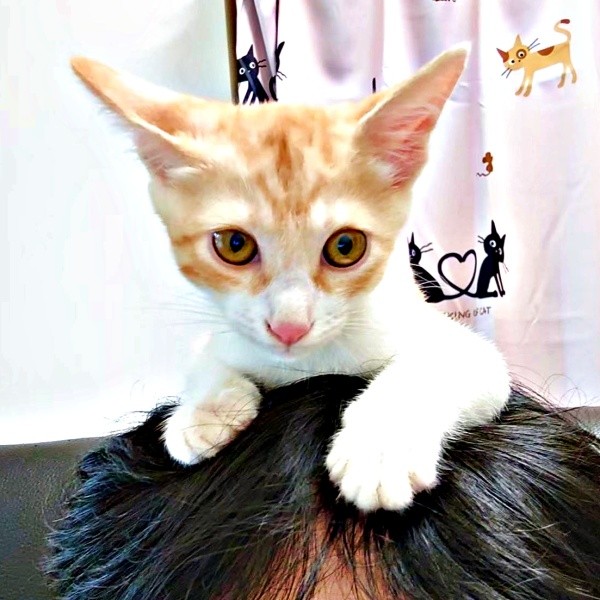 神社で保護された茶々くん。紆余曲折を経て「ずっとのおうち」へ（画像提供：茶々のちニャンキー時々ガブ男（猫垢）さん）