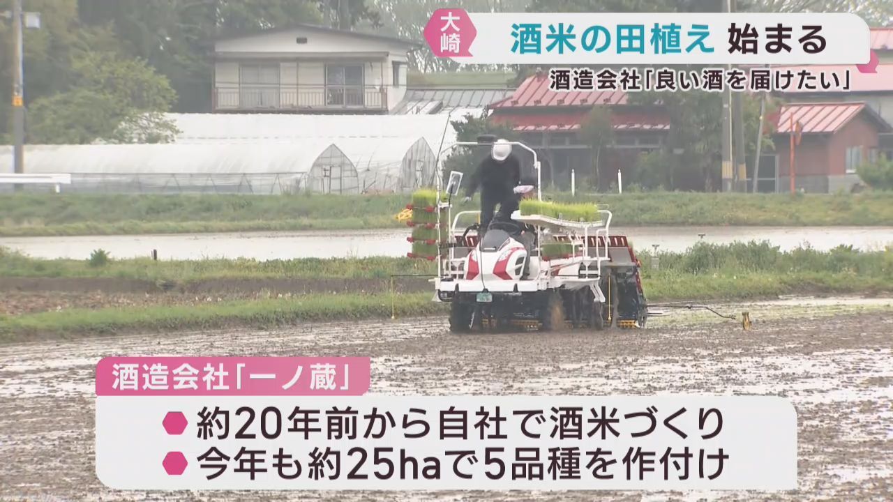 酒造りに使う酒米の田植え　宮城・大崎市の一ノ蔵