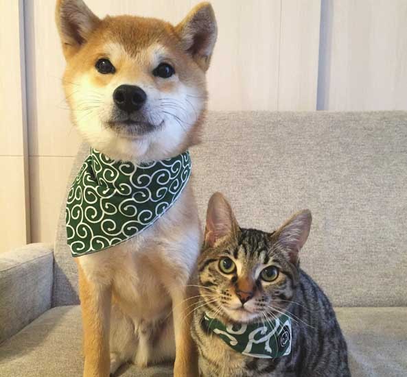 お揃いのバンダナ　（ぴあ提供）