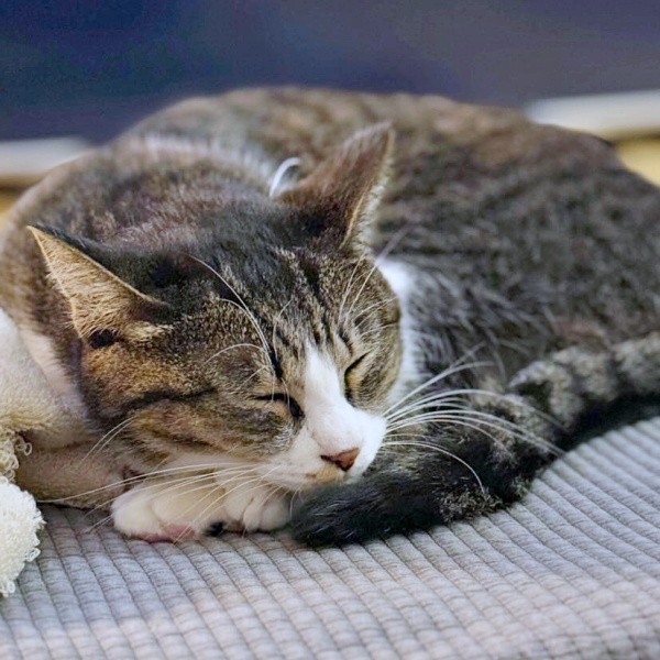 お迎えから1カ月、安心してくつろぐルナちゃん（画像提供：yuさん）