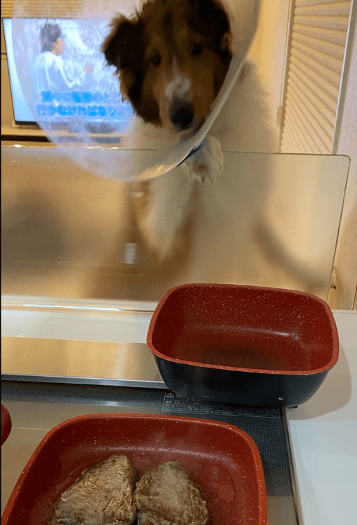 美味しそうなステーキがたまらん！画像提供：飼い主