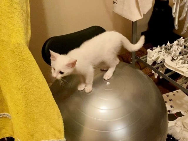 バランスボールで体幹を鍛える練習中