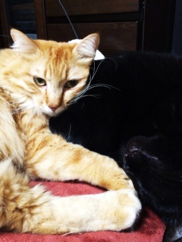 撮影＝清美さん。ナナちゃんとは、会うなり肝胆相照らした仲。