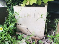 陶芸作品の植木鉢「おうちハウス」。実はダンゴムシさんは、鉢につけられた装飾用の階段を上っている途中でした（画像提供：うさみ あやかさん）