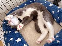 へそ天ですやすや眠るしらたまくん（画像提供：わがやのねこさん）