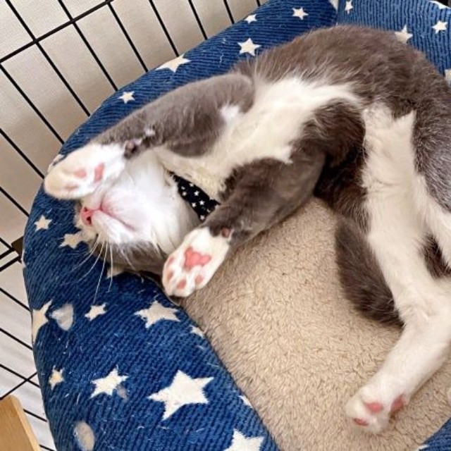 へそ天ですやすや眠るしらたまくん（画像提供：わがやのねこさん）