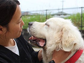 「もう産めないから」　繁殖業者が手放した白く大きな犬
