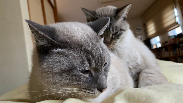 仲良くまったり（手前から）同居猫のシロくん、マロくん（画像提供：またまた一匹増えて五猫（ｺﾞﾆｬﾝ）のぱぱになりました。）