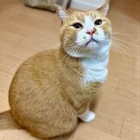 飼い主さんを見上げるさんてくん（画像提供：さにたすさんてちくわ丸の人さん）