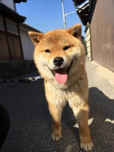 家にきたころの「ポリー」