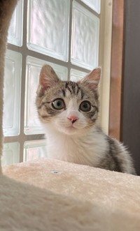 つくしちゃん（猫おばさん提供）