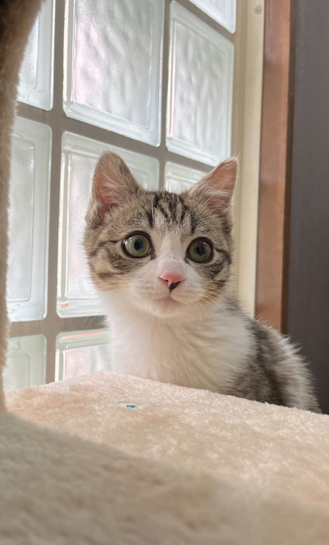 つくしちゃん（猫おばさん提供）