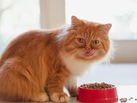 高齢猫（老猫）に向くフード　えさの好み変化、与え方も考えて