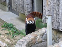 茶目っ気のある野花。よくお外に顔を見せてくれます。