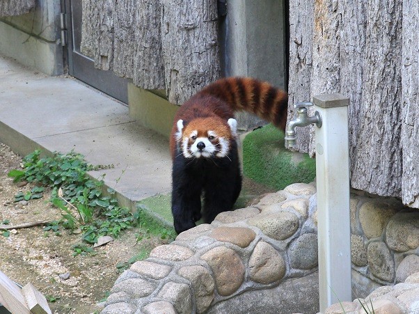 茶目っ気のある野花。よくお外に顔を見せてくれます。
