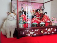 おすましミー子ちゃんとお雛様。緋毛氈はミー子ちゃんのためにあるかのよう