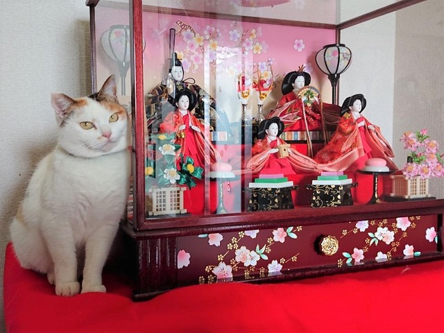 おすましミー子ちゃんとお雛様。緋毛氈はミー子ちゃんのためにあるかのよう