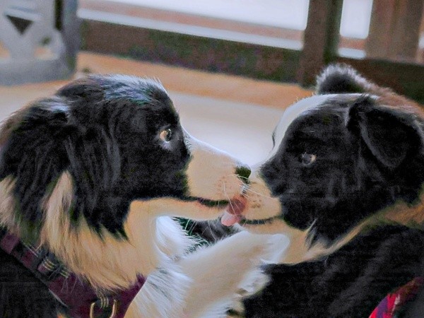 同じお母さんから生まれた姉妹（左から）お姉ちゃん、レティちゃん（画像提供：レティ ボーダーコリーさん）