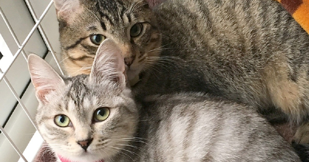 猫が登場するフリーペーパー 5匹の「猫スタッフ」に見守られながら