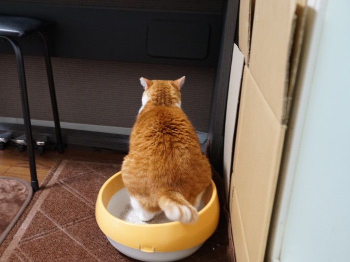 持病があるチャトランちゃんの健康管理のため、排泄の回数や排泄物の状態をチェックしてスマホで管理