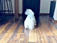 床に頬をつけてすいすい前へ進むせとくん（画像提供：せとくん）