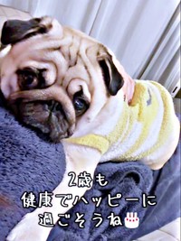 飼い主さんの上にのって甘えるむさしくん（画像提供：パグのむさしさん）