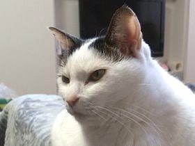 保護した猫など６匹と暮らす愛猫家　多頭飼いのコツとは