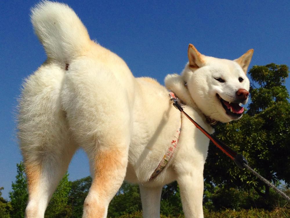大人気・白柴さなちゃんがふりむいた　あなたの愛犬も募集！